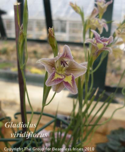 Gladiolus viridiflorus 